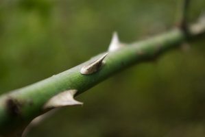 thorny_rose_by_Dektol1l